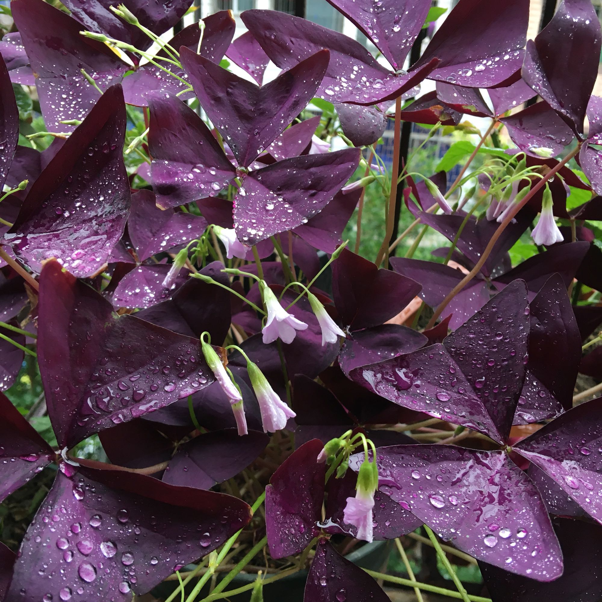 紫浆草的寓意_达一风水网