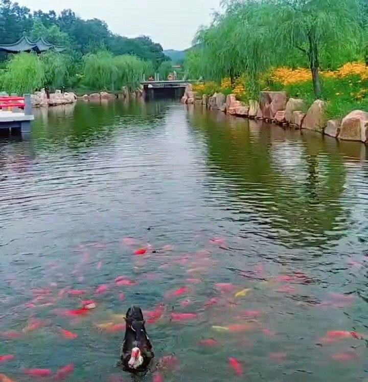 七绝一首，锦鲤围鸭水泛花，一池灿烂映天霞