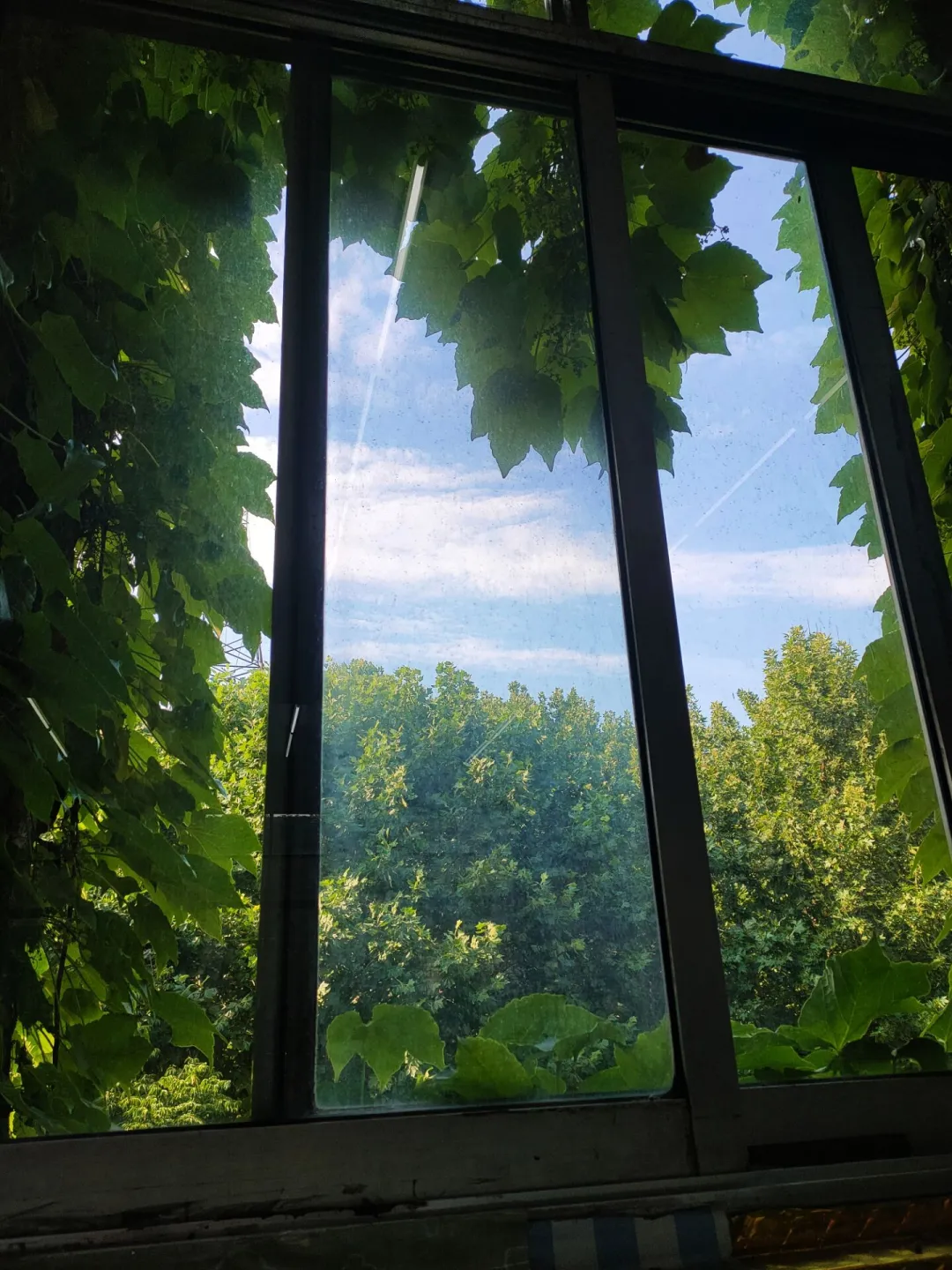 优微推荐｜窗户里的农大