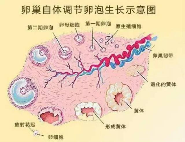 90后女孩的试管心酸史，为什么有些人想当个妈妈，却如此艰难？