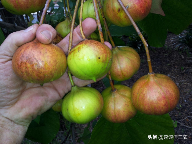 过去掉在地上没人捡，如今收购价3元一斤，村民：早知道不该砍树