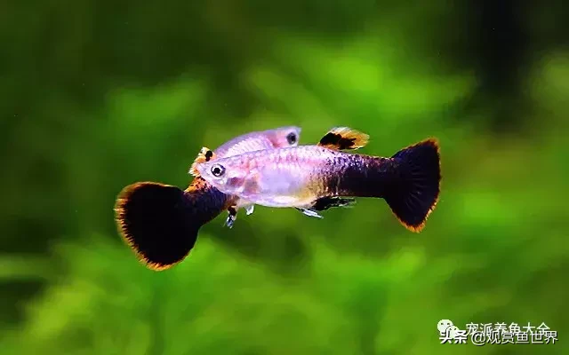 15个孔雀鱼品系图鉴绝美版/观赏鱼世界(孔雀鱼)