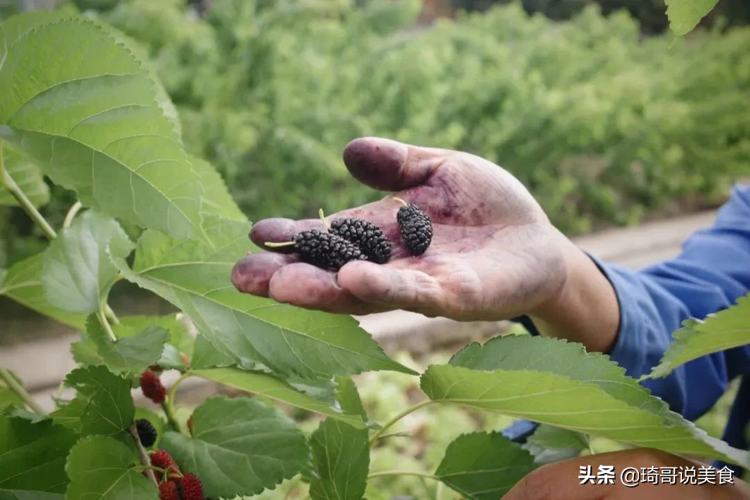 买桑葚干,要避免染色和熏蒸,记住这3点,挑选最滋养的桑葚干