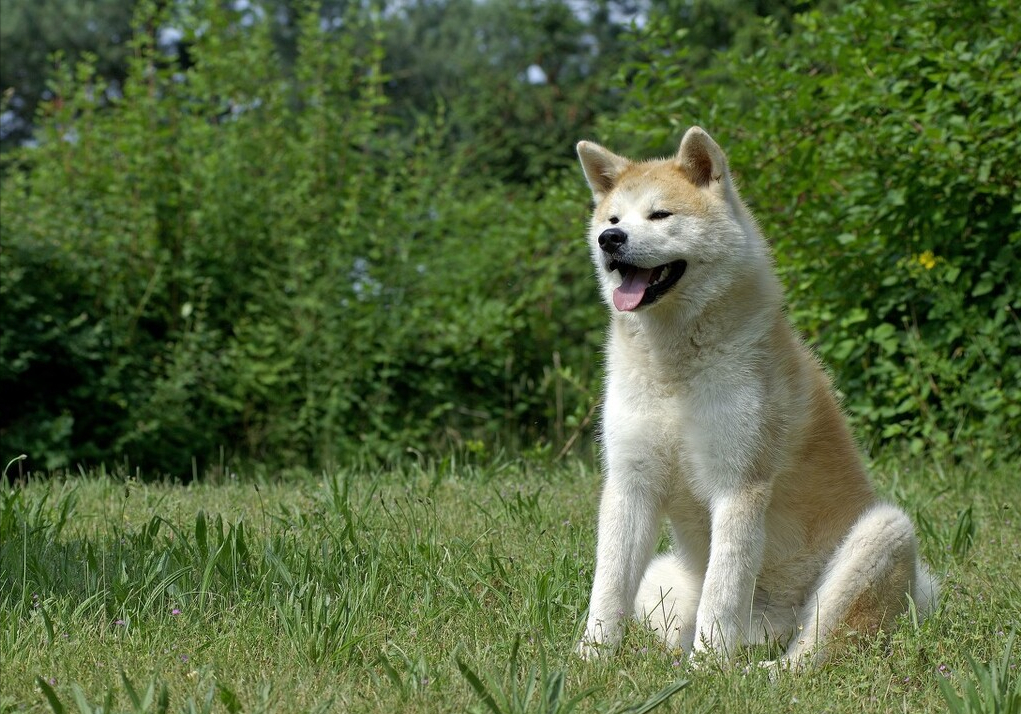 原來秋田犬