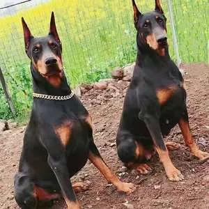 全球最聪明狗狗智商排行榜：权威榜单揭晓Top犬种