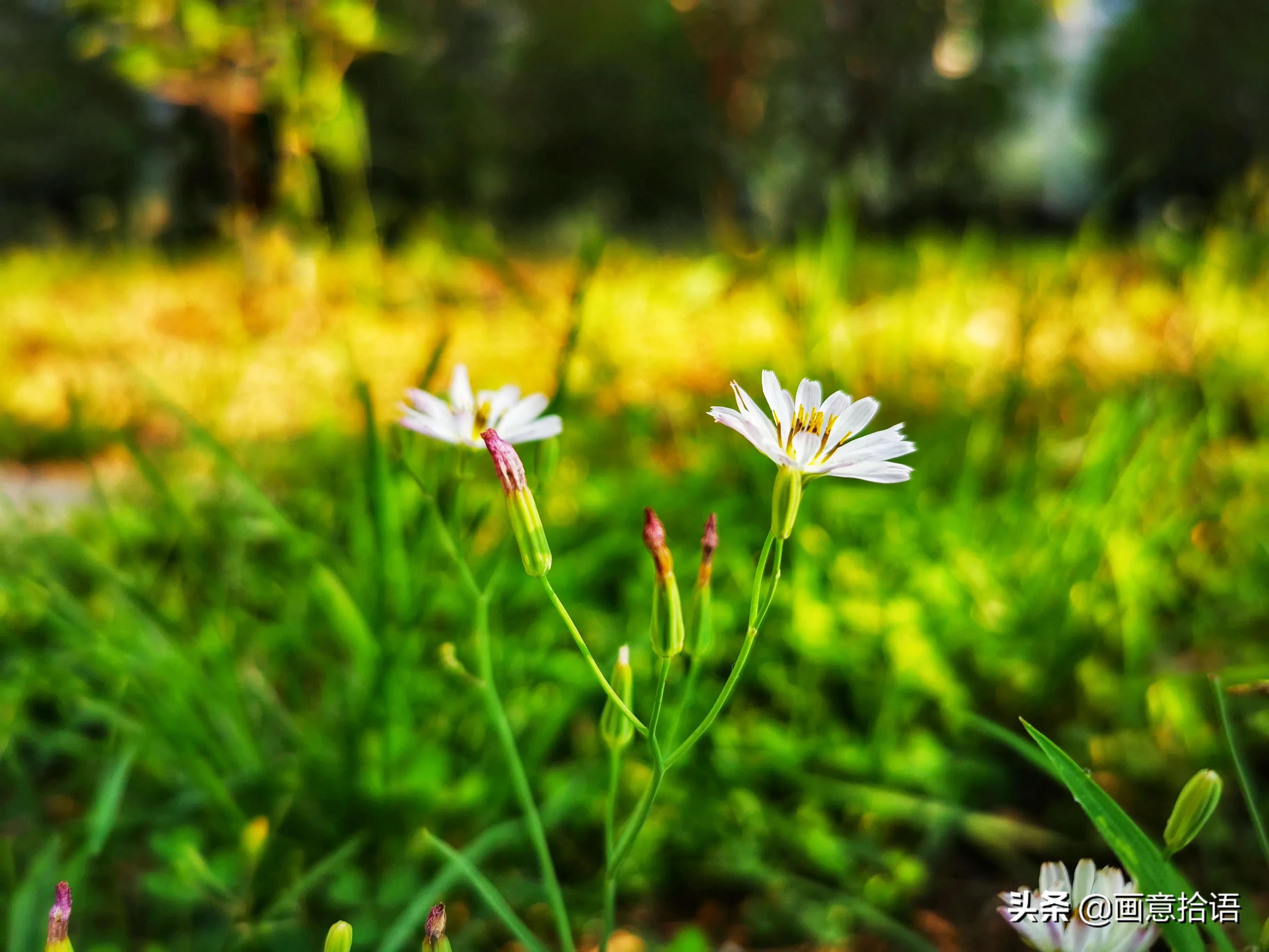 诗词鉴赏｜骄阳炙热昼绵长，树下林荫宜纳凉