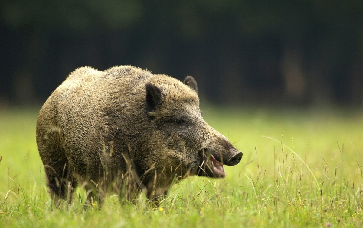 逆袭的野猪,供奉于日本神社,又如何成为清理森林尸骸的主力军?