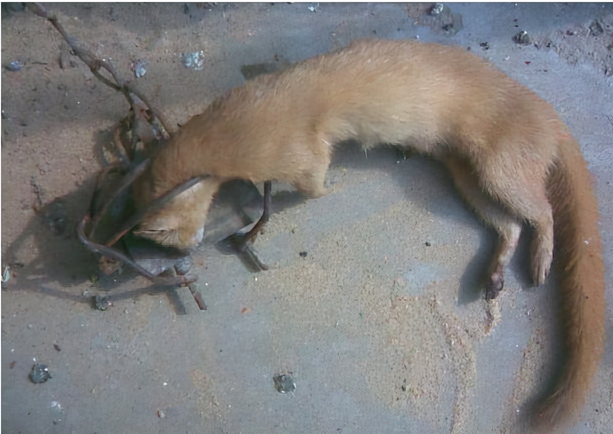 江苏23人3年猎杀1.2万只黄鼠狼！每只价值800元，造成损失近千万