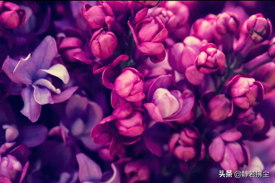 现代微型诗组诗：花系列