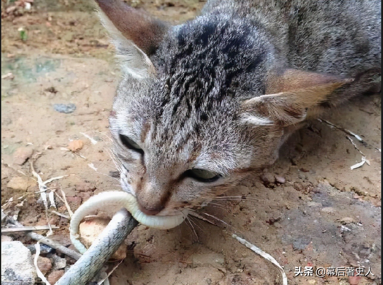 努力十多年都没有获得CFA的认证，中国狸花猫差在哪里？