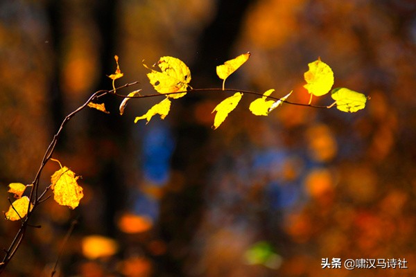 几缕荷香浮夏末，一檐风雨动秋声--啸汉马诗社社课雅集第十五辑