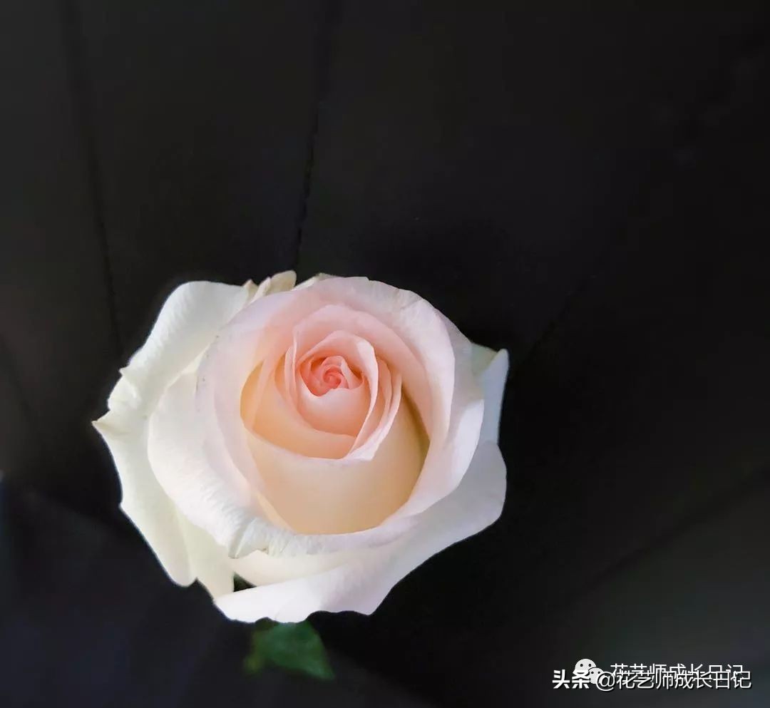 苏醒玫瑰是什么颜色（10款粉色玫瑰品种介绍）