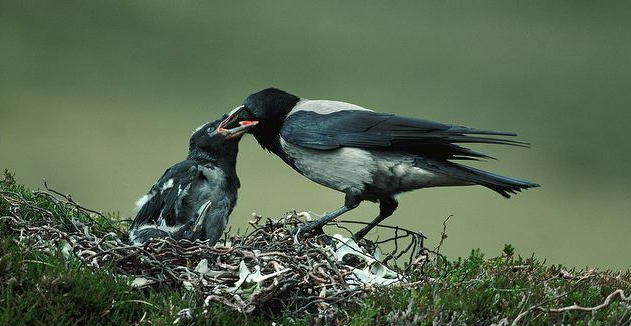"乌鸦反哺,羔羊跪乳"是儒家以自然界的的动物形象来教化人们"孝"和"礼