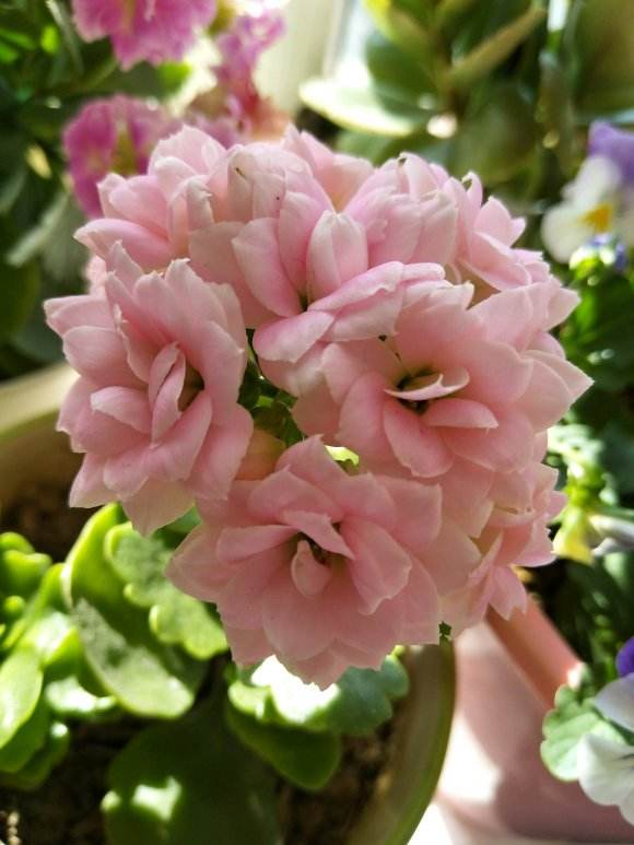 长寿花中的6个经典大花品种,单朵能开一元硬币大,花开很惊艳