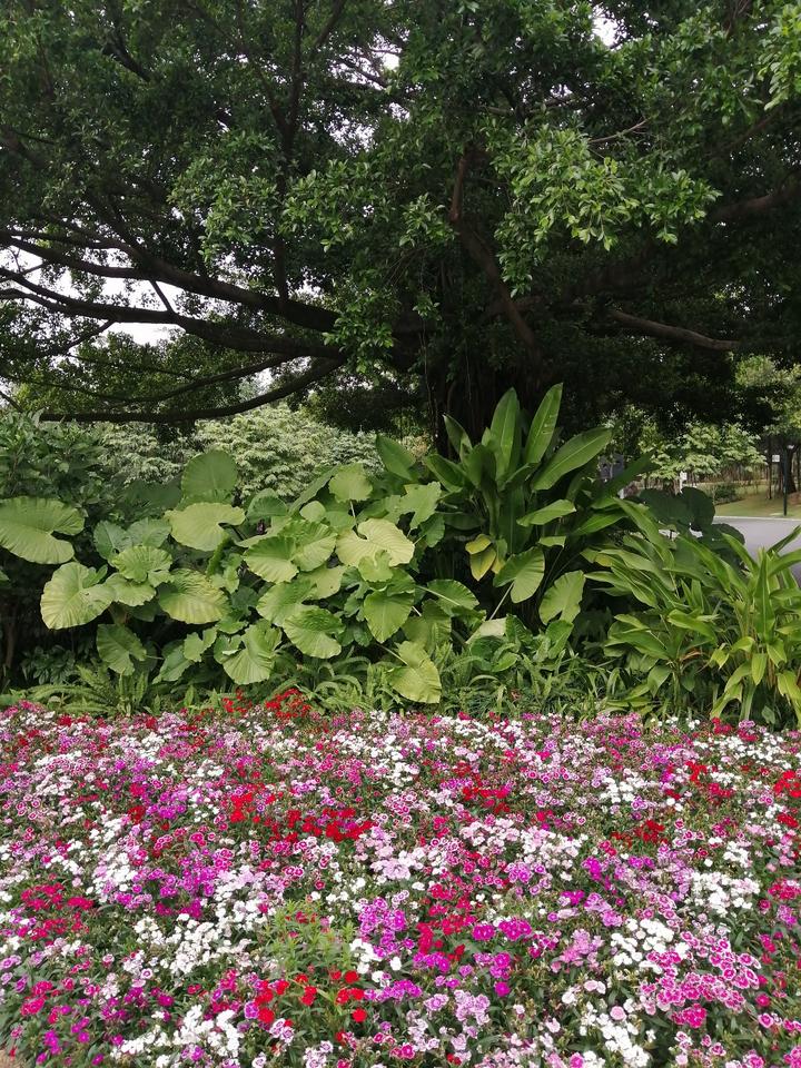 南湖公园这些风铃花果真是：一朵风铃绿叶间，飘飘然间露芳颜