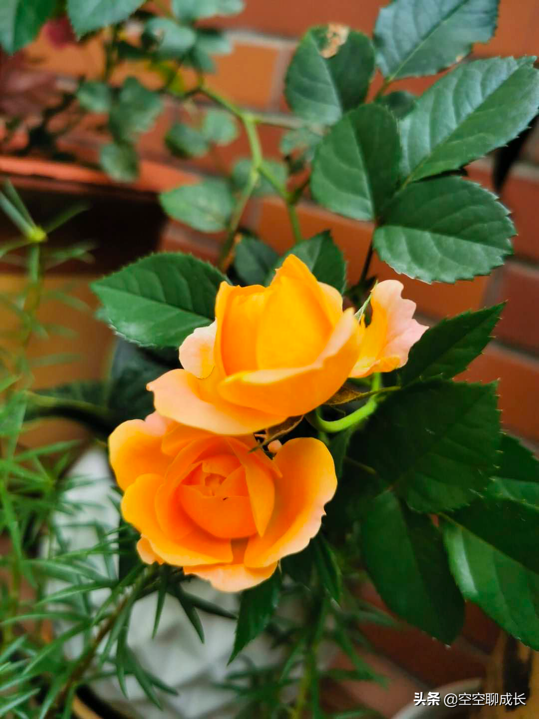 闲暇赏花赋诗以自娱，琐碎日子亦成诗