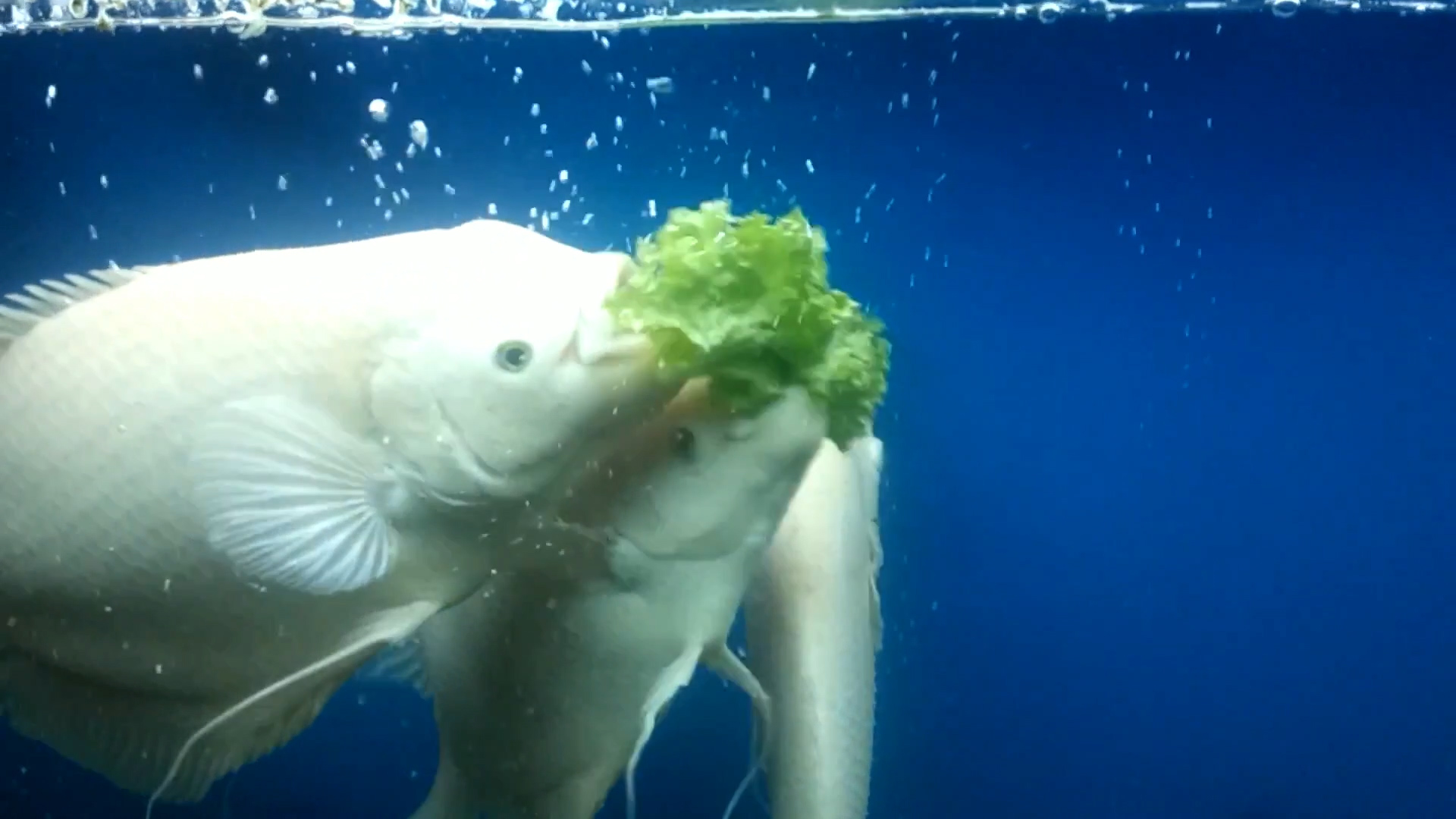 招财鱼怎么养及喂养技巧,招财鱼吃什么长最快,招财鱼怎么养