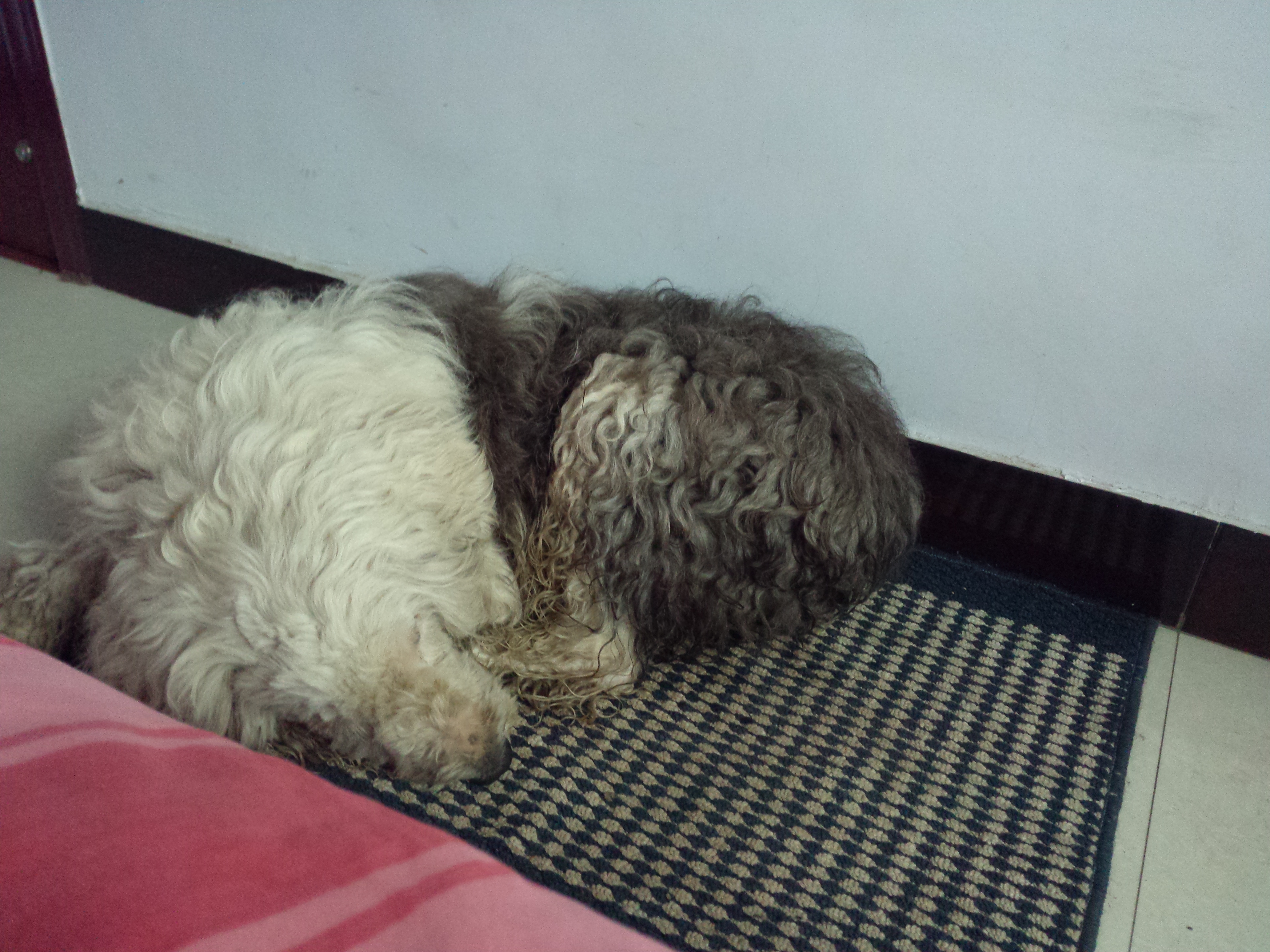 没钱没能力的时候，请不要养古代牧羊犬