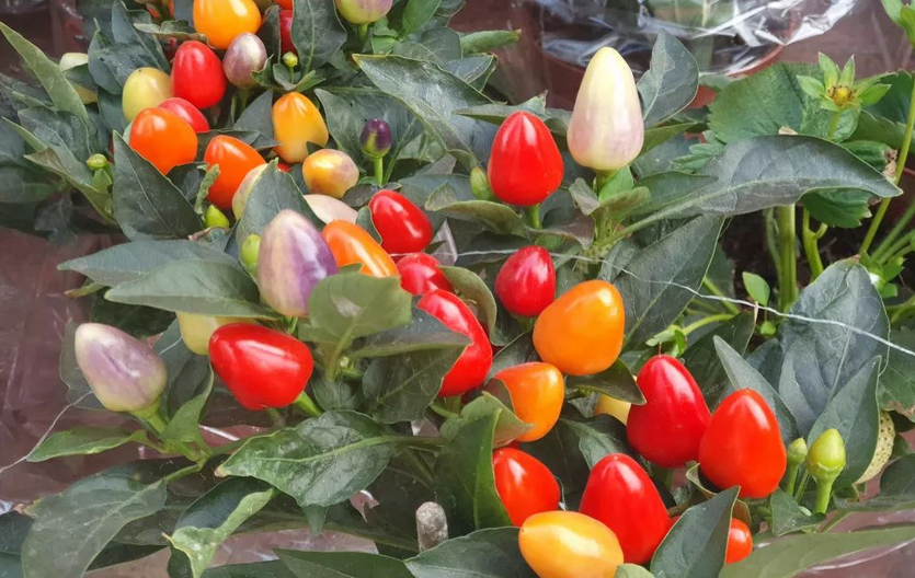 五彩椒图片大全(教你学会播种和打理五彩椒)