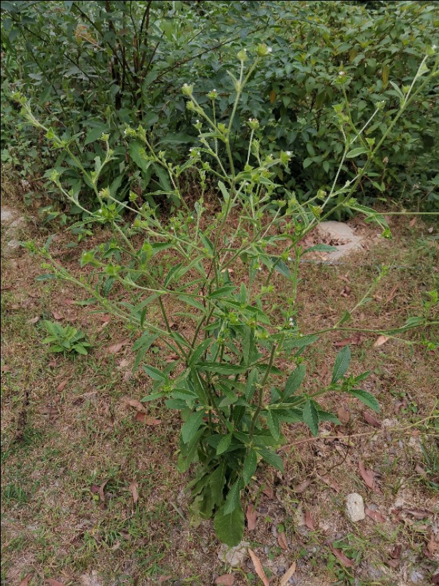 民间草药--白花地胆草