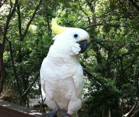 葵花凤头鹦鹉 天天看点