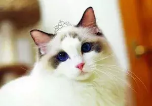 布偶猫价格那么贵合理吗?就算买得起也不一定适合养