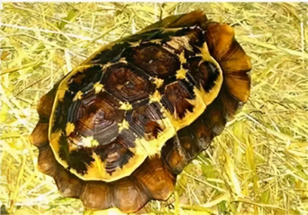 乌龟的种类图片及名称（乌龟的品种图片）