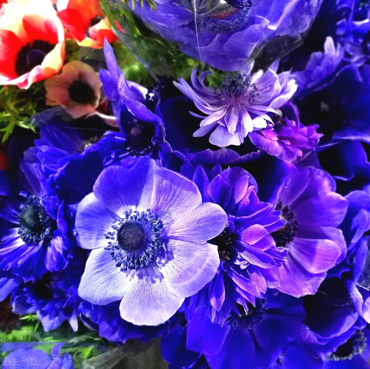 您的专属生日花是什么?花语来历,感兴趣的来看看!1-3月生日花