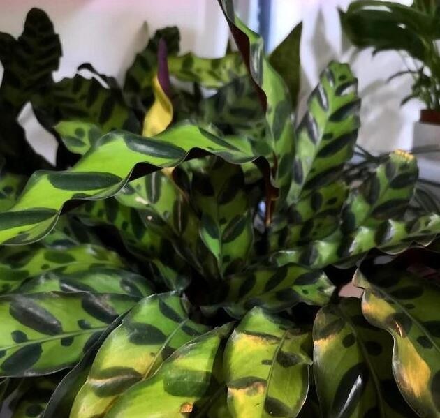 孔雀开屏植物怎么养小技巧「记得收藏」-骁龙网