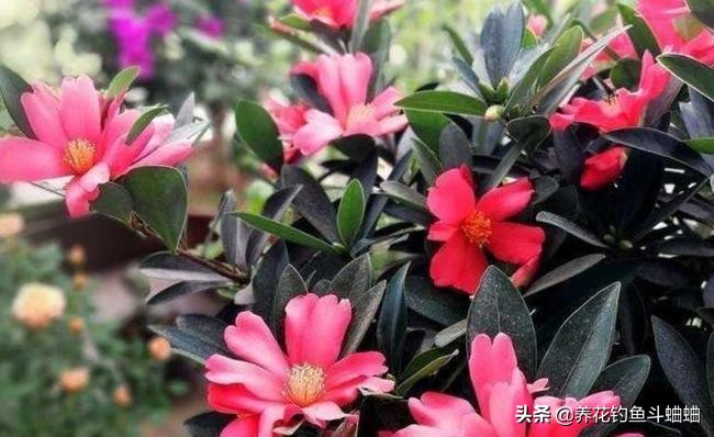 新手想养茶花，必须掌握这三个技巧，长势迅猛，开花一茬接一茬