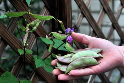 中毒了,用扁豆,能解河豚酒毒,一切草木毒,砒石,诸鸟兽肉毒