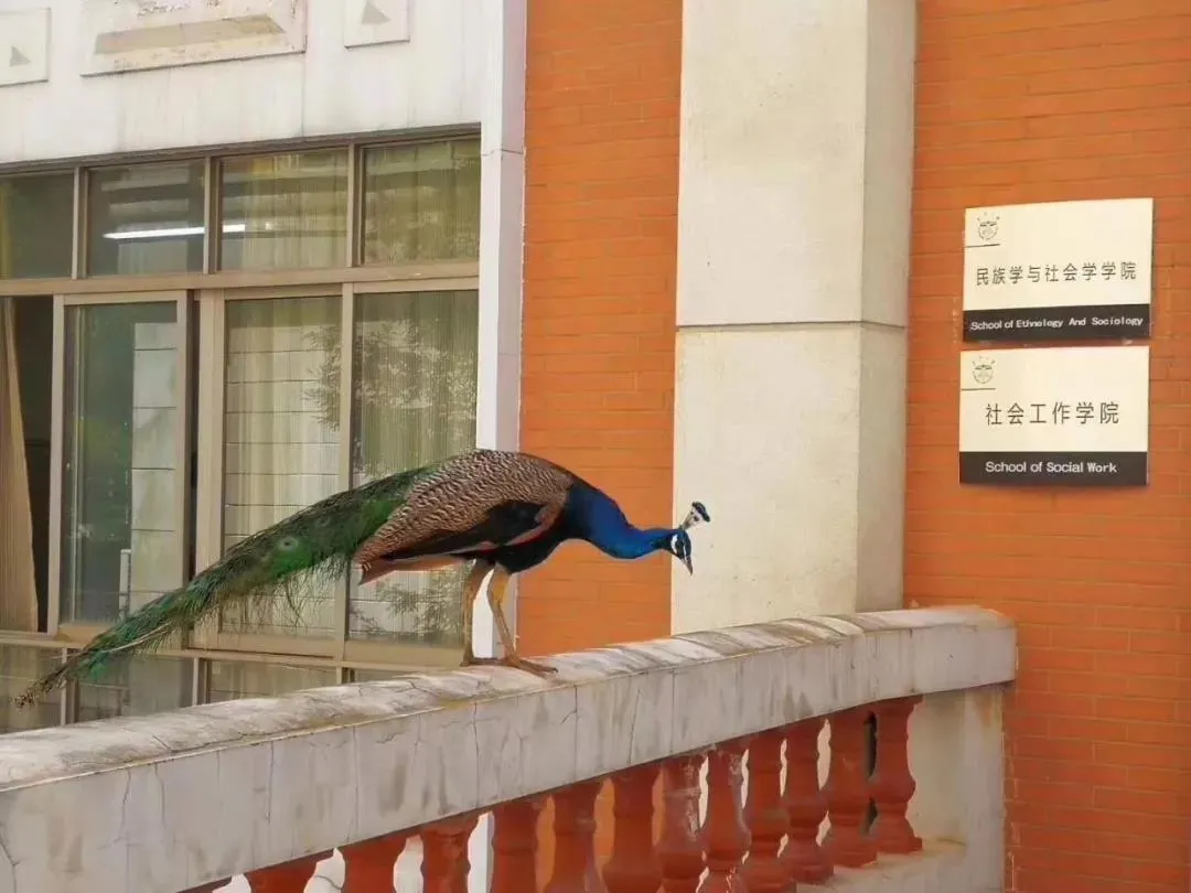 网红狐狸、学霸孔雀……当野生动物“打卡”大学校园