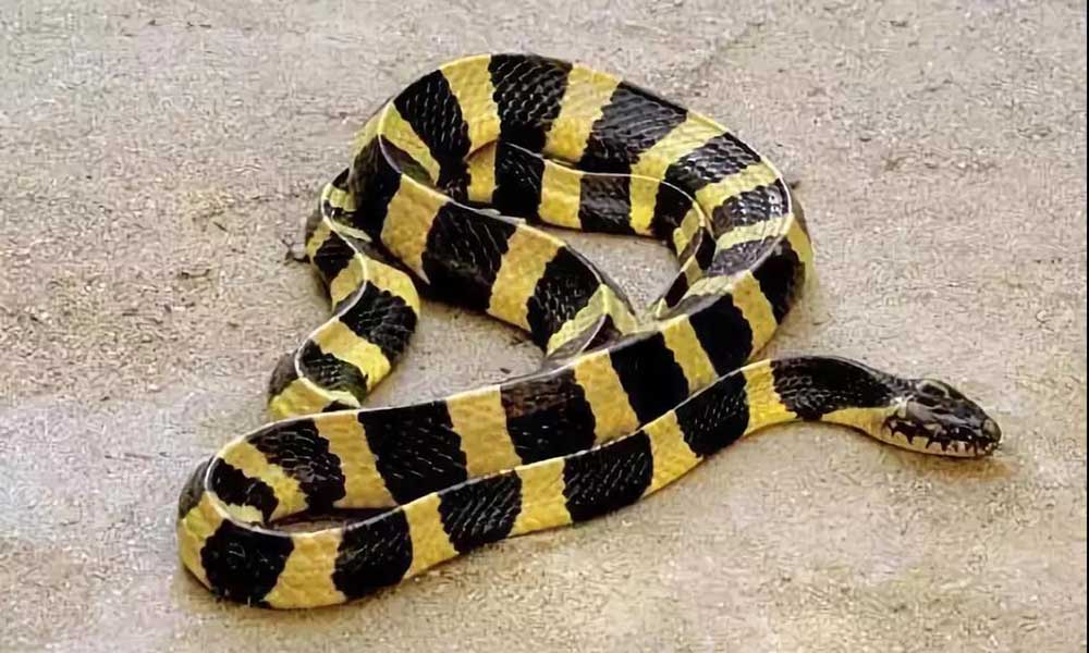 蛇的种类名称及图片(这些游蛇科) - 赤虎壹号