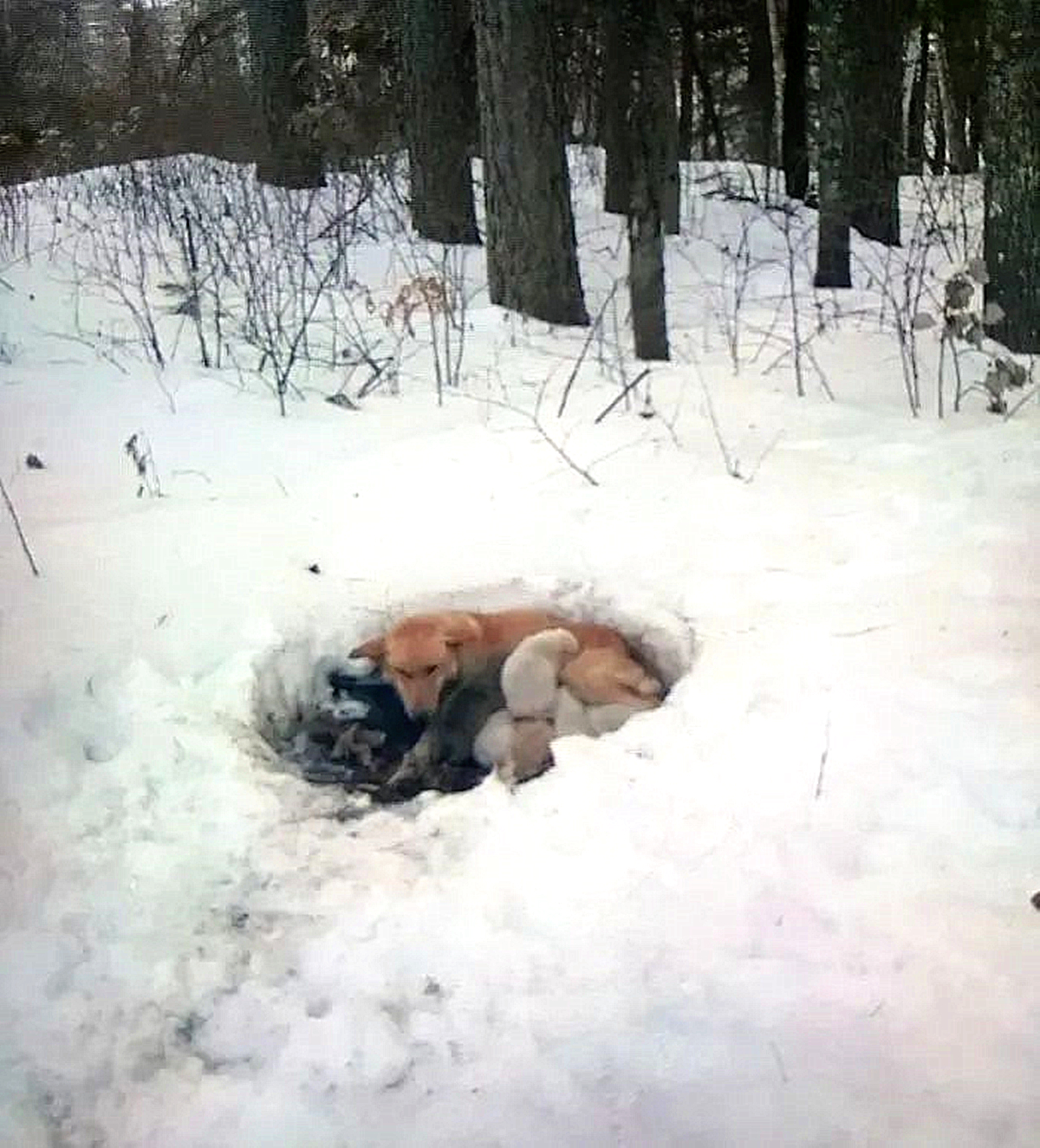 雪堆里发现1只土狗，用身体保护着6只小奶狗，走近后忍不住心疼
