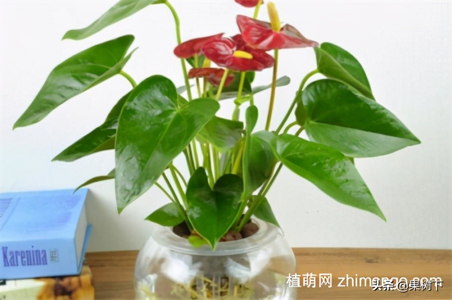 水培红掌冬天怎么养,红掌冬天养护方法