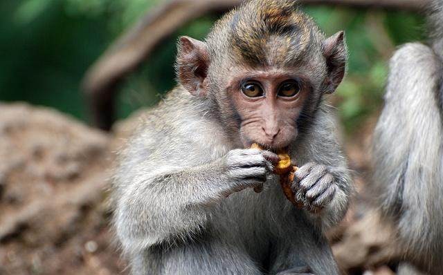 2021年10月肖猴人事业发展情况 吉星入命贵人相助_达一风水网