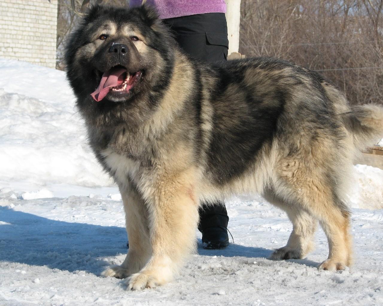 俄罗斯狗的品种和图片图片