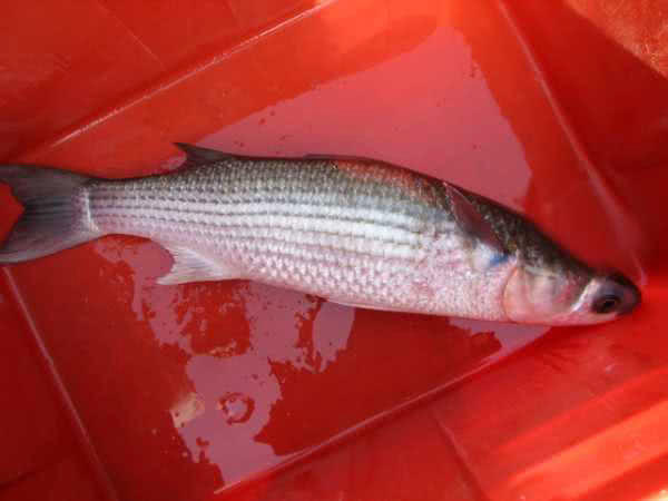 鲻鱼是梭鱼吗,是海鱼么 _极限路亚