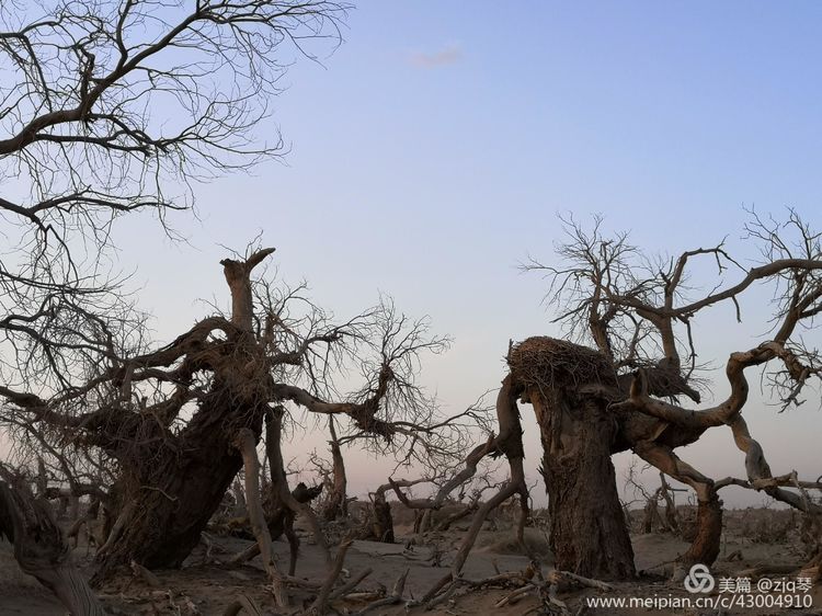 2019西北行｜胡杨：生而千年不死，死而千年不倒，倒而千年不朽