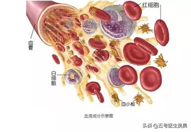 感冒了去医院查血常规多此一举？判断细菌还是病毒感染是检查目的