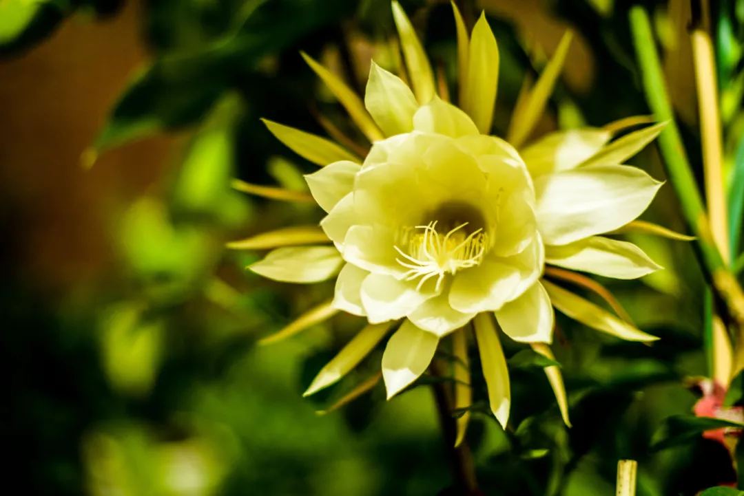 世界上十大花语最悲伤的花（象征悲伤的10种花）