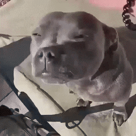 比特犬的黑暗历史，看完就知道它为什么这么猛了
