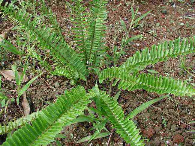 中华槲蕨,石莲姜槲蕨,崖姜,光亮密网蕨以及骨碎补科植物大叶骨碎补
