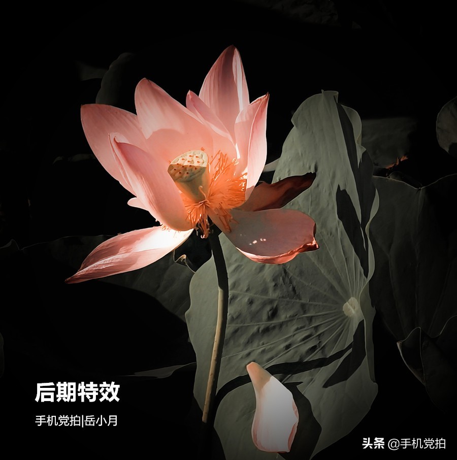 拍的荷花太普通？教你手机后期调出“高级橙”｜秒变美