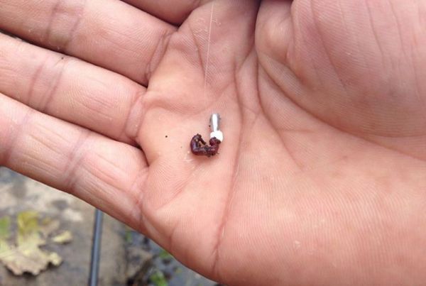 蚯蚓做钓饵,怎么调漂,才能灵钝自由转换