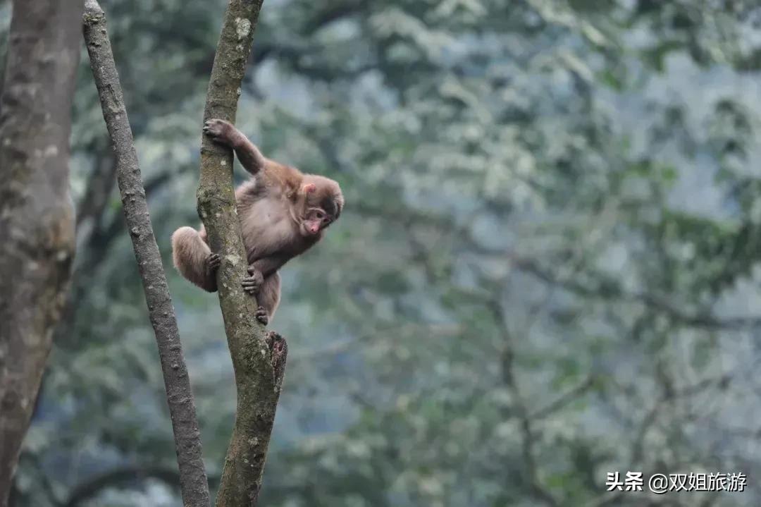 1只猴子＝1个四岁熊孩＋1只二哈，问峨眉山的猴子能当宠物养吗