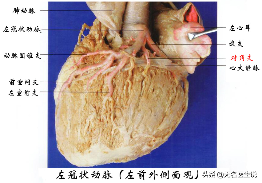 人體心臟的位置圖片(冠心病的解剖基礎) - 赤虎壹號