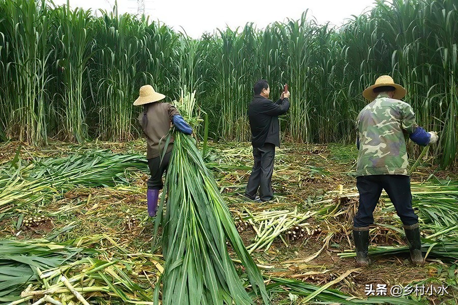 植株高达7米，亩产30吨，“巨菌草”种植一次可以收割15年