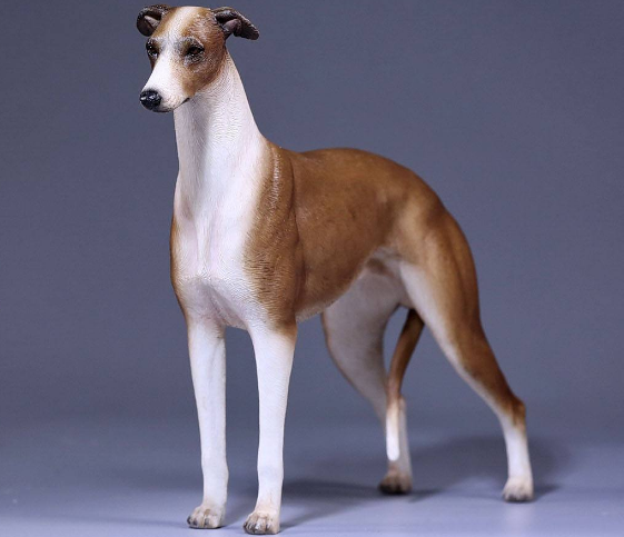 细狗品种大全排行榜整理,名字图片对应很好分辨-宠物主人