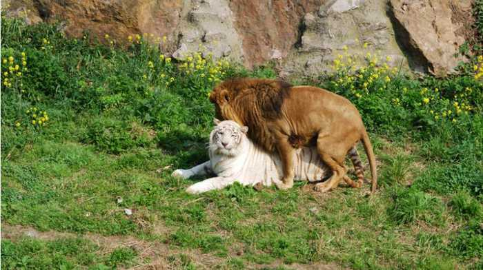 狮虎兽拥有狮子和老虎的血统,体重500公斤,为何不堪一击?